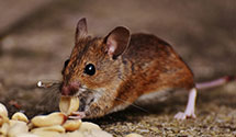 24 Hour & Emergency Exterminators in Lynn, MA
